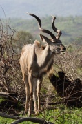 kudu (4)